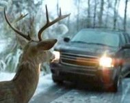 Photo of Deer in Headlights